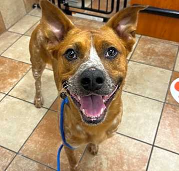 Photo of Doogie