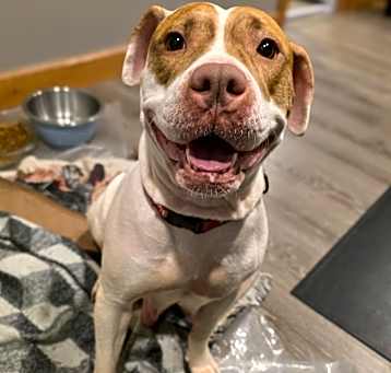 Photo of Peanut Butter (Jalapeno Pupper)