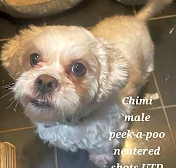 Photo of Chimi