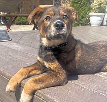 Photo of Bear
