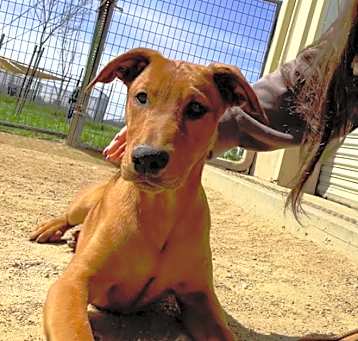 Photo of Kona