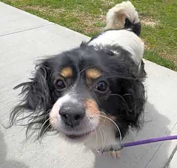 Photo of Oreo