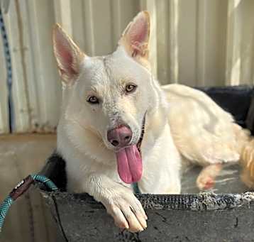 Photo of Balto