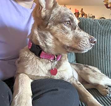 Photo of Sadie
