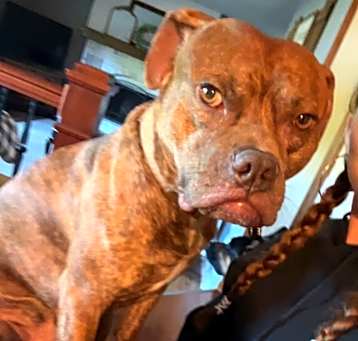 Photo of Tyson