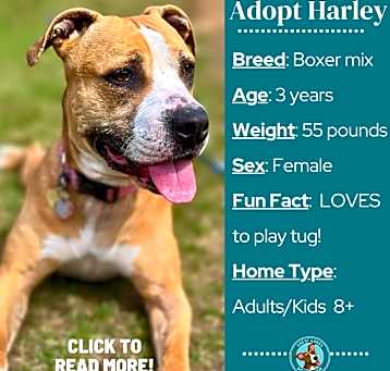 Photo of Harley