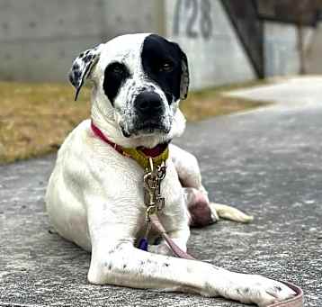 Photo of Dutchess