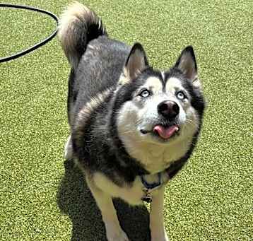 Photo of Ace