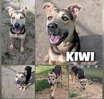 Photo of Kiwi