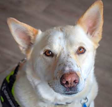 Photo of Freya