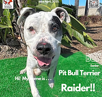 Photo of Raider