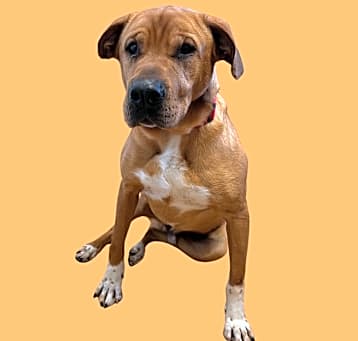 Photo of Diesel