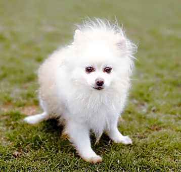 Photo of Prince
