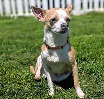 Photo of Louie