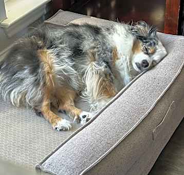 Photo of Marley