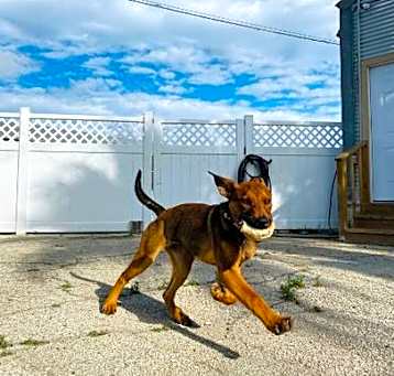Photo of Honey