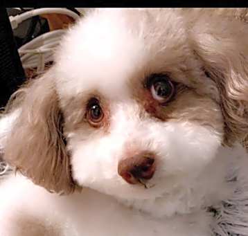 Photo of Winston