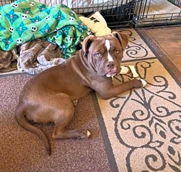 Photo of Rusty