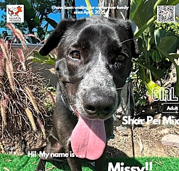 Photo of Missy
