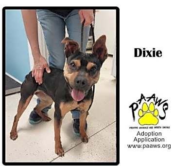 Photo of Dixie