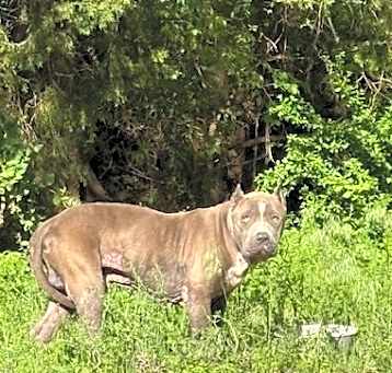 Photo of Hugo (Deebo)