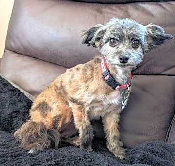 Photo of Penelope Pea