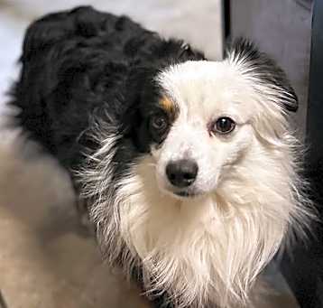 Photo of Ozzie Blaze