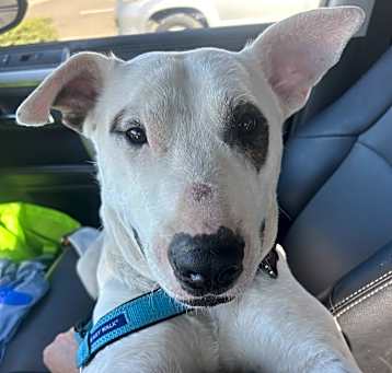 Photo of Opie