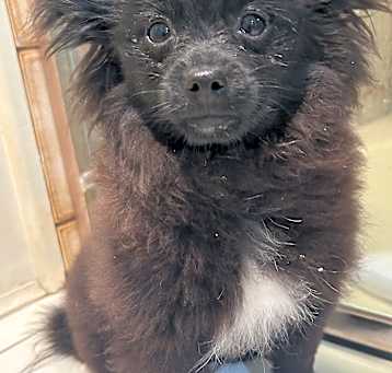Photo of Kiwi
