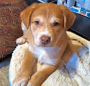 Photo of Tyson