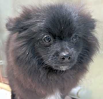 Photo of Pip