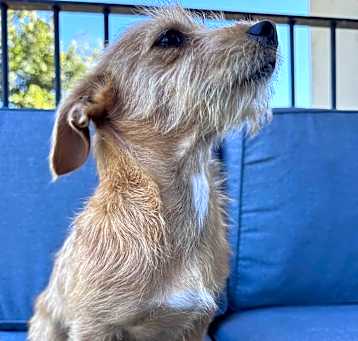 Photo of Dash