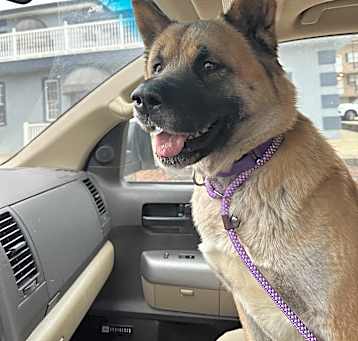 Photo of Stella