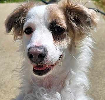 Photo of Toblerone aka Toby