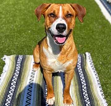 Photo of Auggie