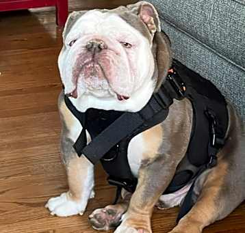 Photo of Rocky