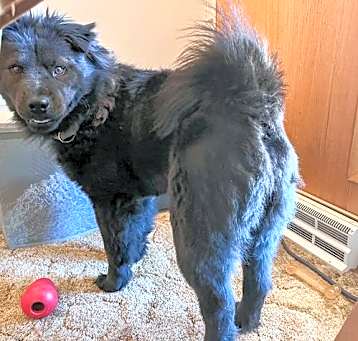 Photo of Suki aka Honey Bear