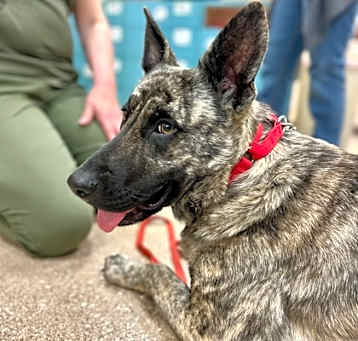 Photo of Pepper