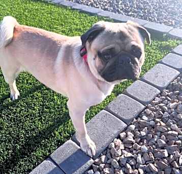 Photo of Enzo