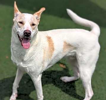 Photo of Lucky