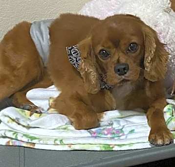 Photo of Charles (Charlie)