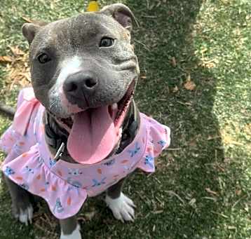 Photo of Gracie 