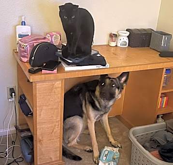 Photo of Nala