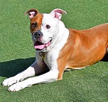 Photo of Bandit