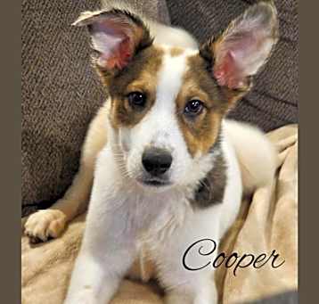 Photo of Cooper