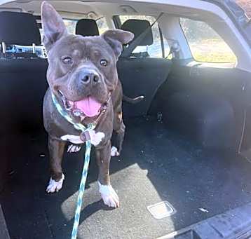 Photo of Brutus