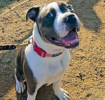 Photo of Z Brutus