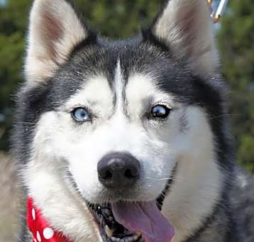 Photo of Athena