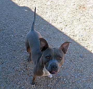Photo of Bleu