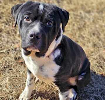 Photo of Zorro